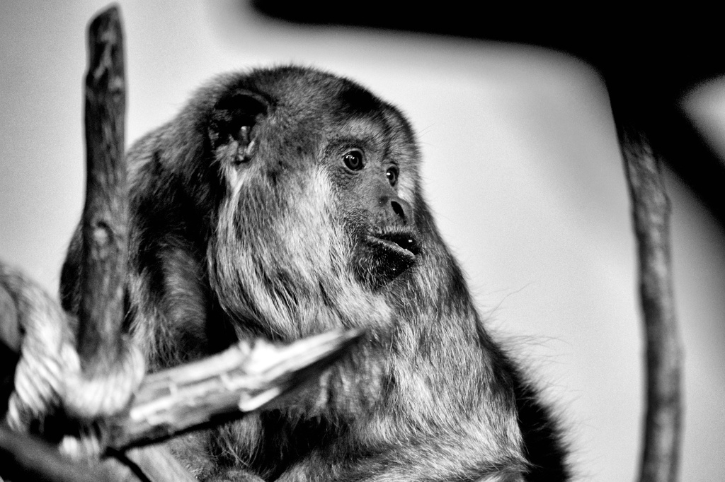 The Reflective Primate by taffy