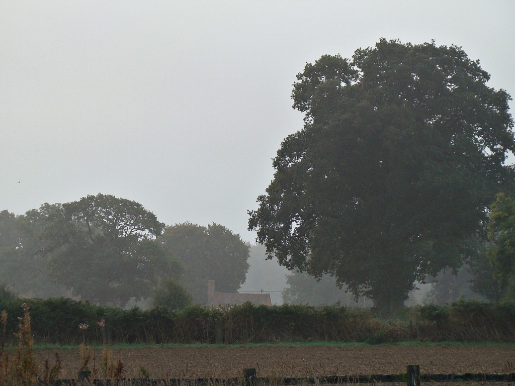Oct 08: Fog by bulldog