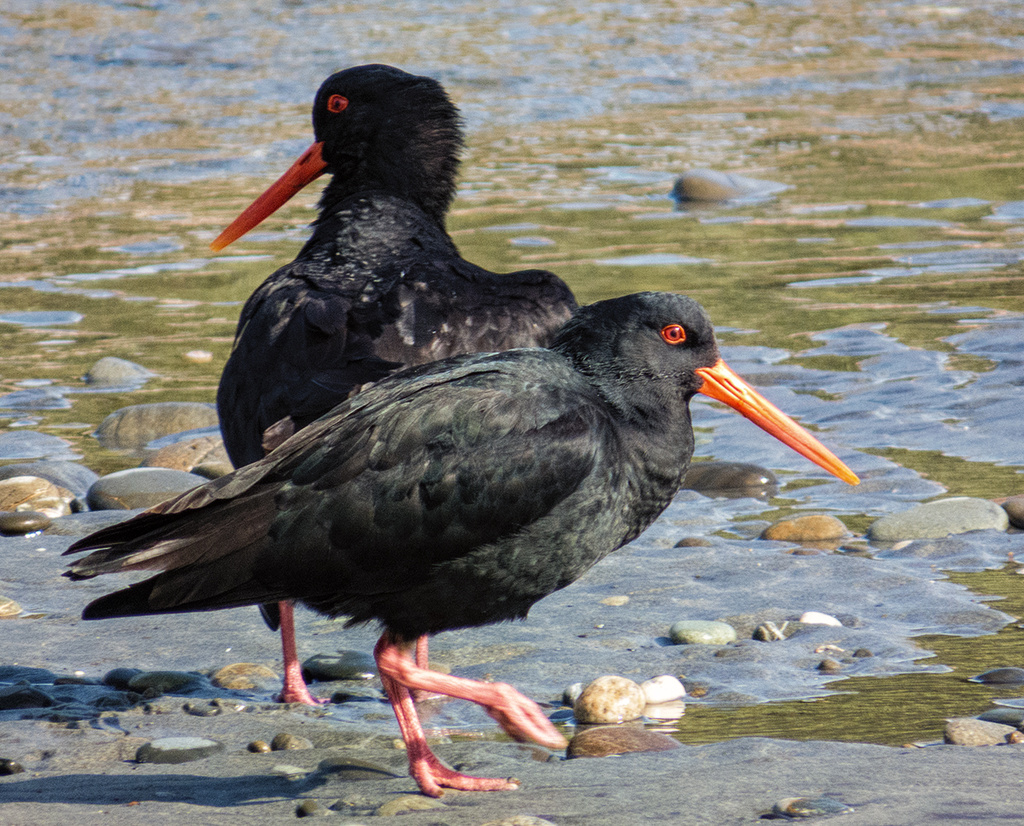 pair of variable oystercatchers by kali66