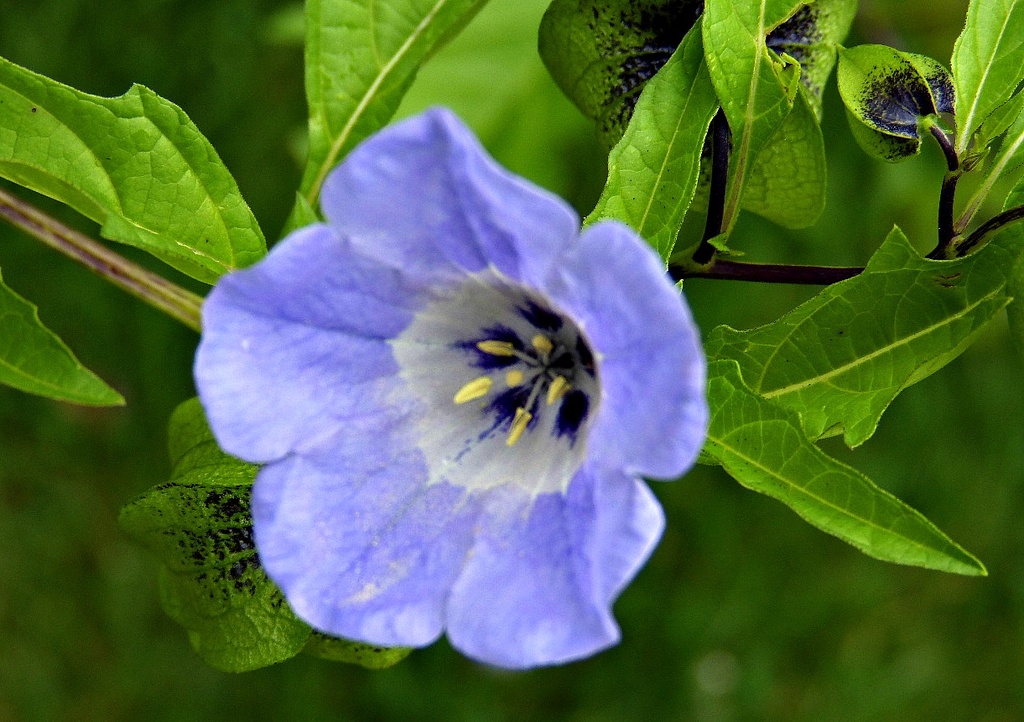 blue flower by quietpurplehaze