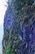 9th Oct 2013 - Cliffside covered in tiny orchids