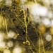 Golden Orb Weaver by corymbia