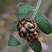 Beetle by kiwinanna