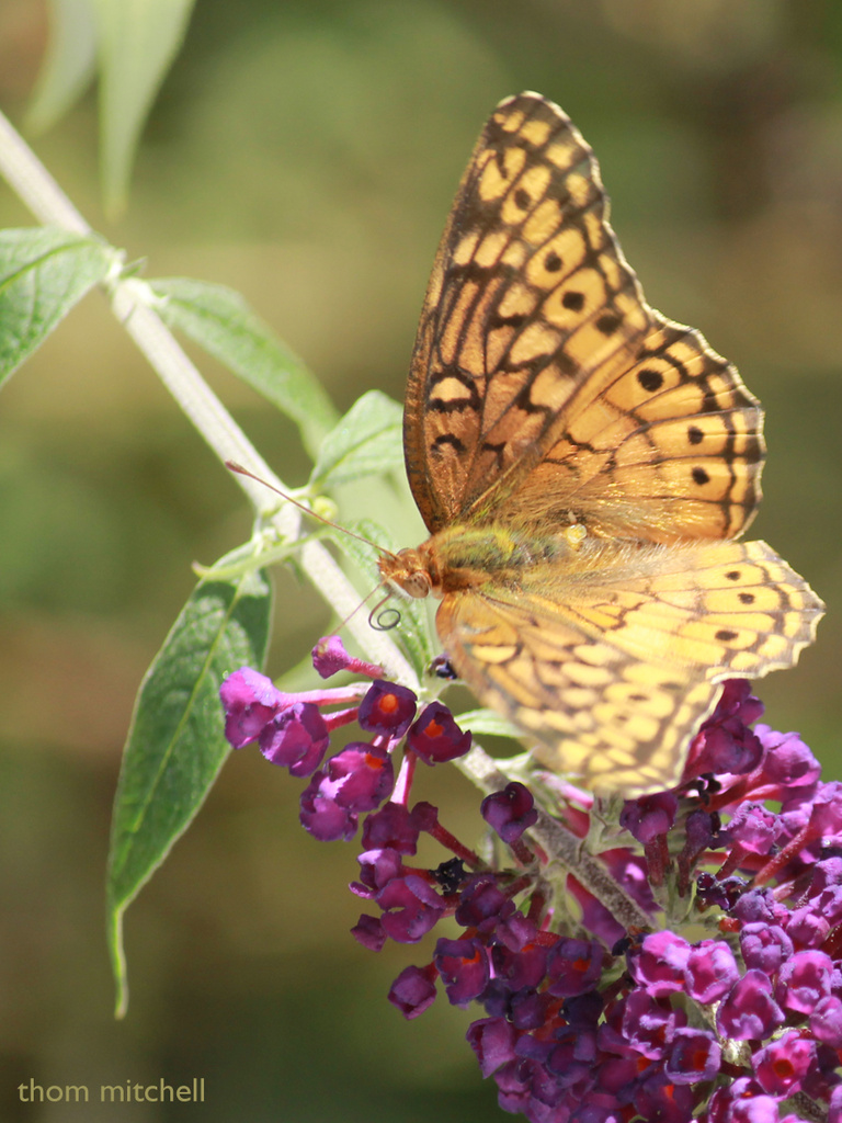 Variegated Fritillary by rhoing