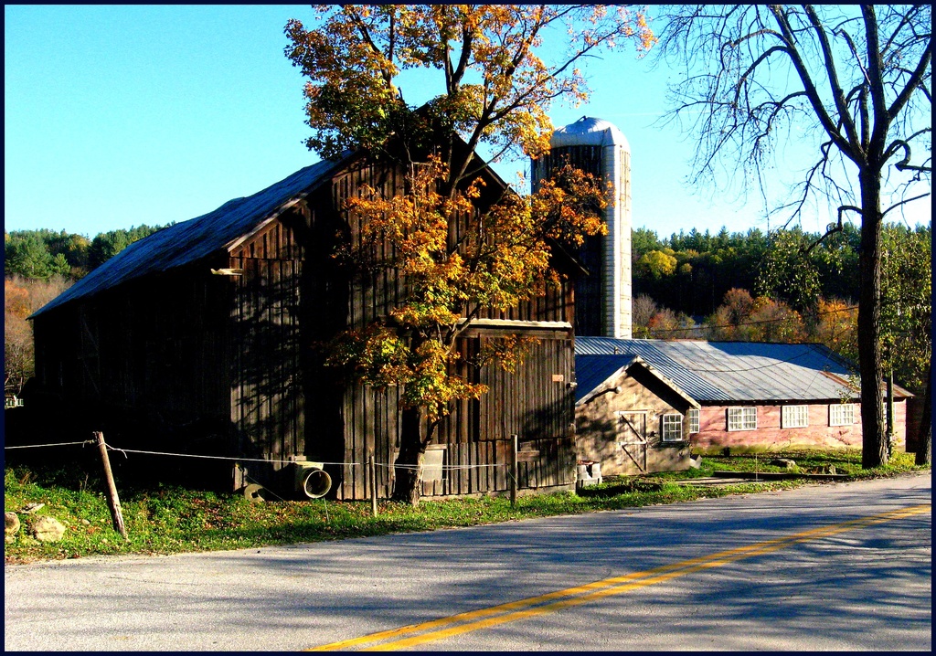 Vermont Barn by olivetreeann