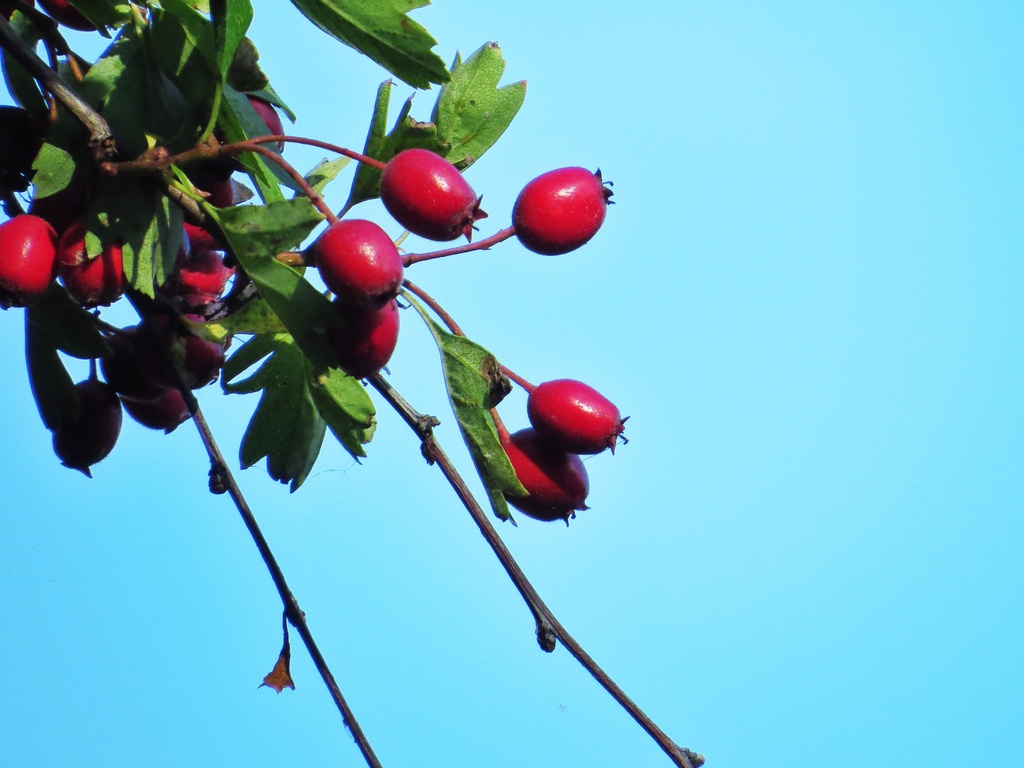 Hawthorne Berries by craftymeg
