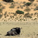 A lone Wildebeeste ... by judithdeacon