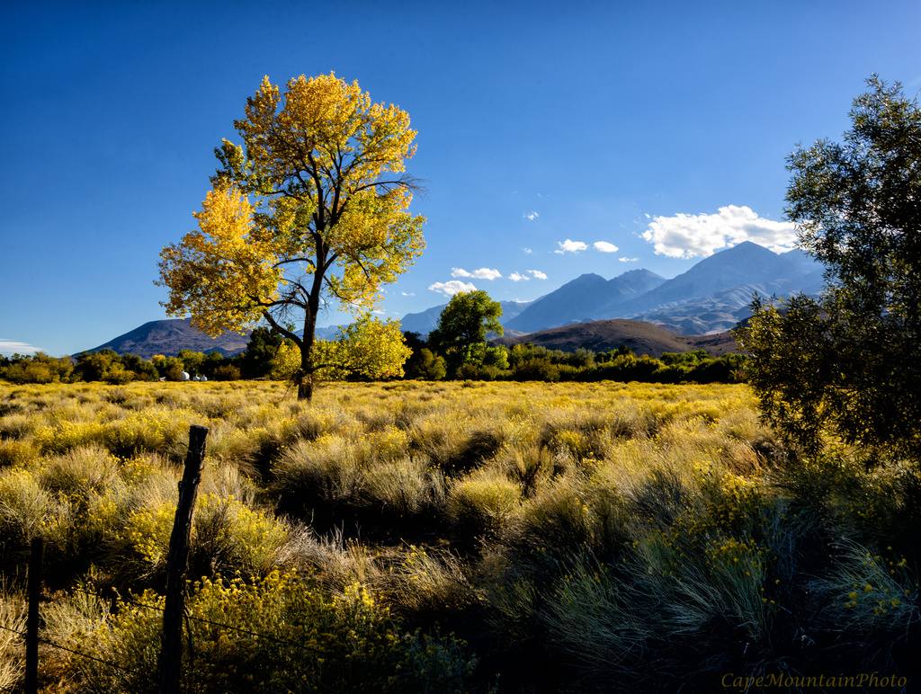 Fall Color Arriving In Bishop  by jgpittenger