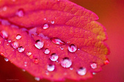 9th Oct 2013 - Drops on a autumn leaf