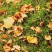 Evidence of Autumn by beryl