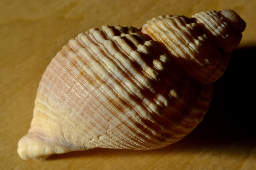 Shell by richardcreese