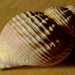 Shell by richardcreese