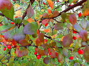 7th Oct 2013 - Autumn colours .... 