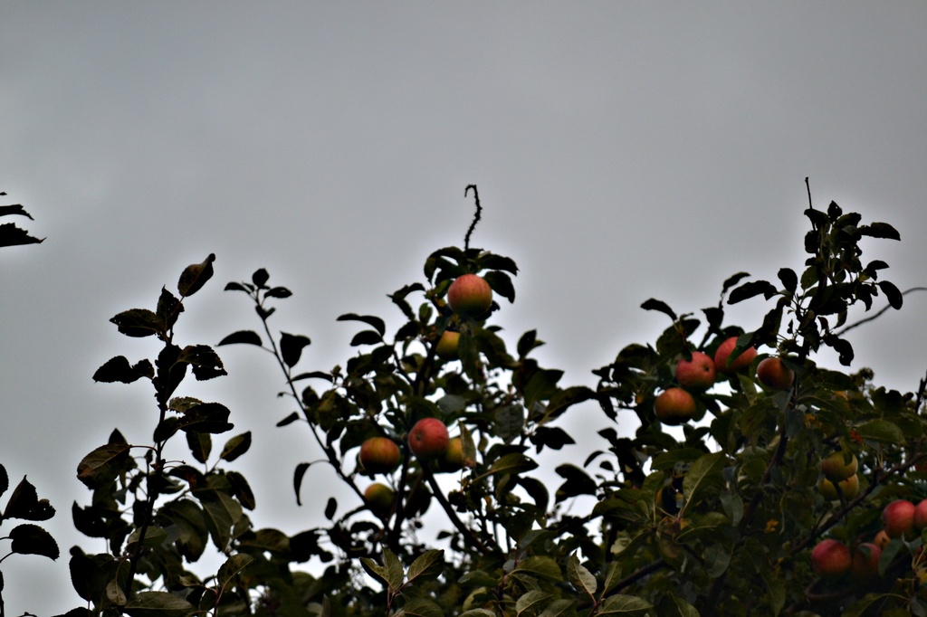 Apples ..... oct13words by ziggy77