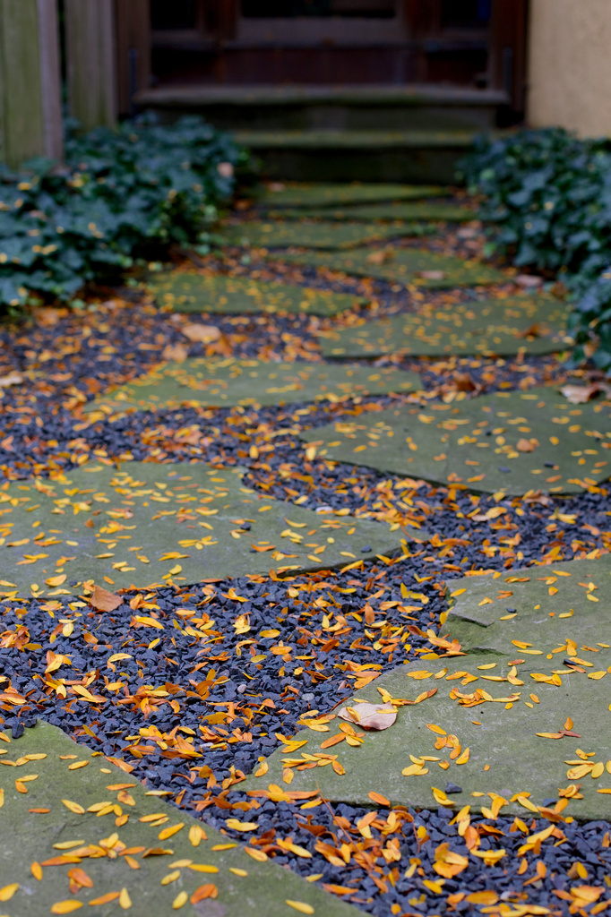 Leaves Leading to Porch by jyokota