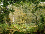9th Oct 2013 - Another walk in the woods....