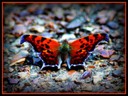 23rd Sep 2013 - Butterfly on the rocks