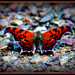 Butterfly on the rocks by vernabeth