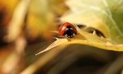 9th Oct 2013 - Ladybird called Eleanor Rigby..