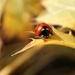 Ladybird called Eleanor Rigby.. by filsie65