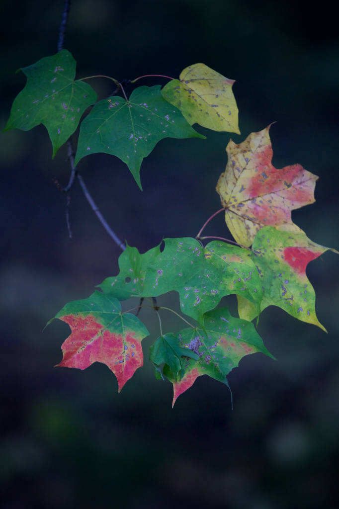 Beginning to Look Like Fall . . .  by jyokota