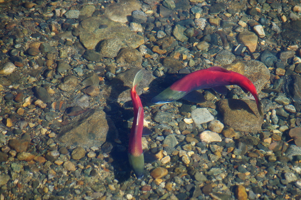 Kokanee Salmon Spawn by vickisfotos