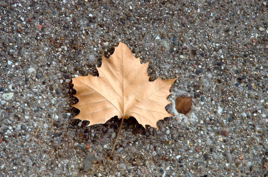 Leaf on the Sidewalk by houser934