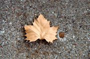 7th Oct 2013 - Leaf on the Sidewalk