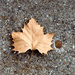Leaf on the Sidewalk by houser934