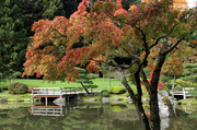 9th Oct 2013 - Japanese Garden