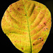 Leaf Details by rayas