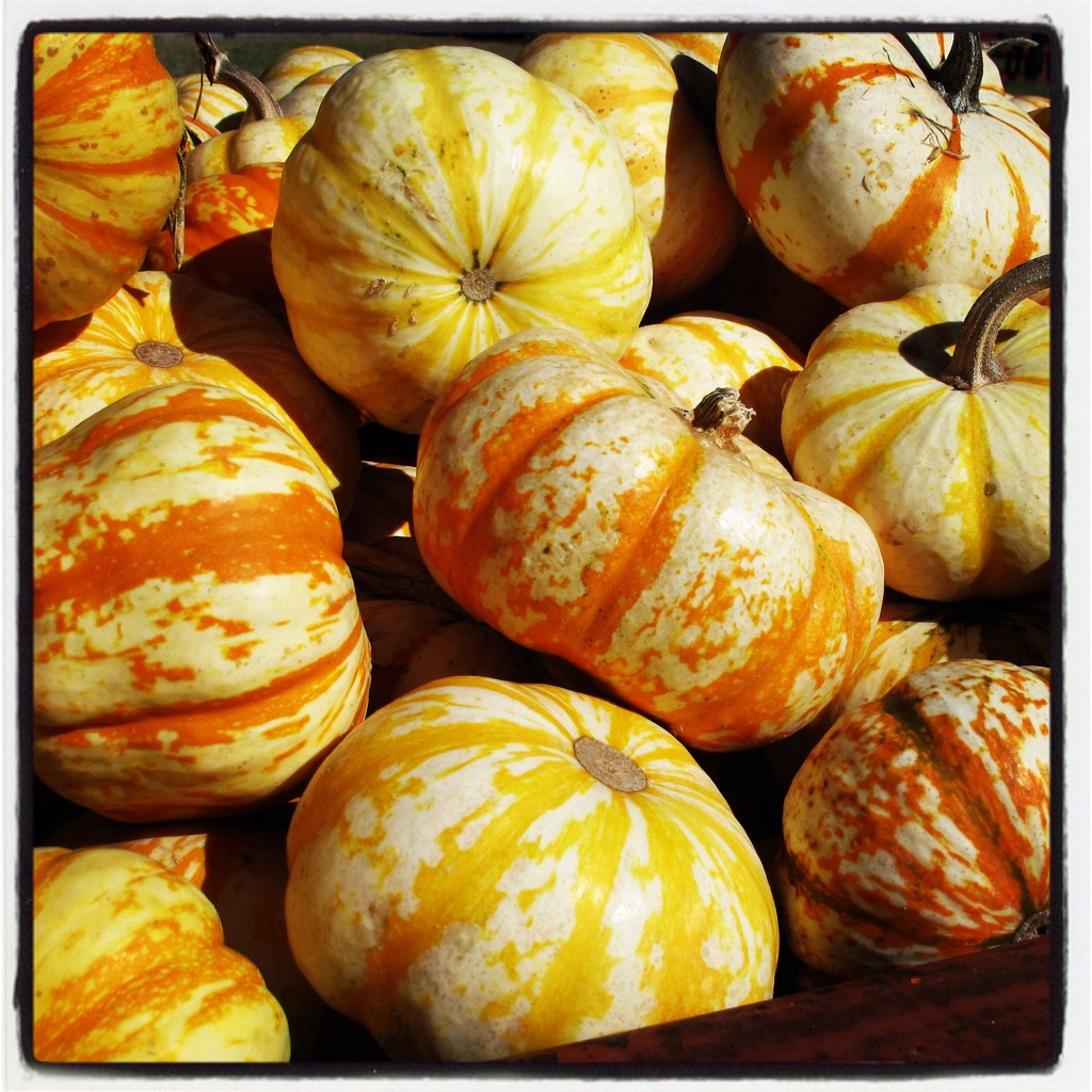 Mini Pumpkins by lisaconrad
