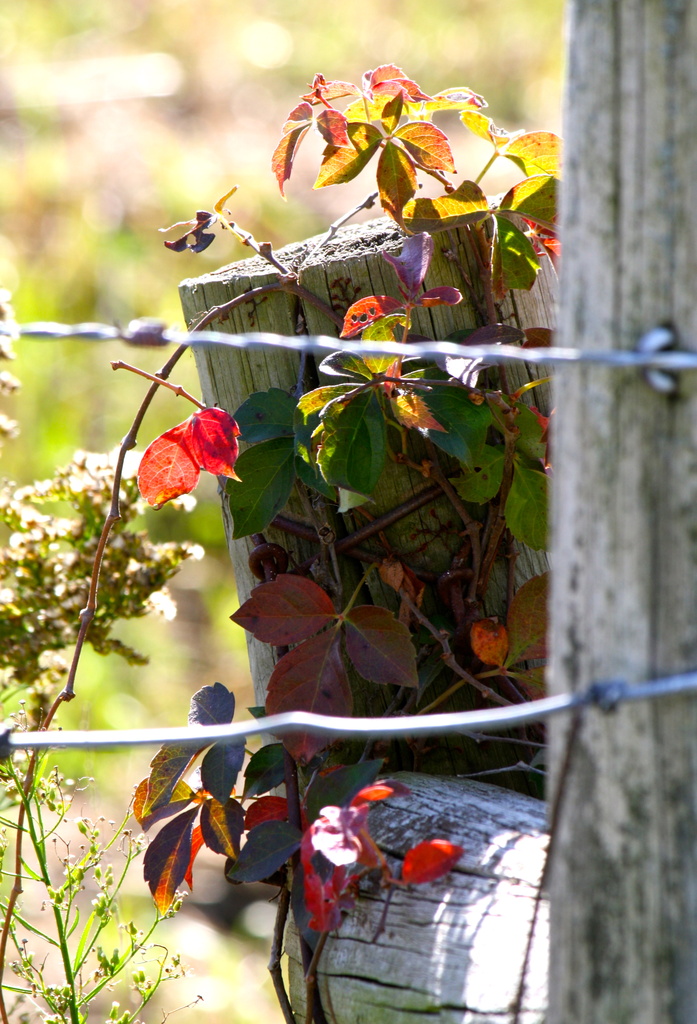 Fall along the Fence by juletee