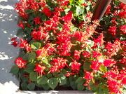 3rd Oct 2013 - Red flowers at St. James Farm