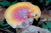 2nd Oct 2013 - Fungus Among Us