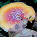 Fungus Among Us by jankoos