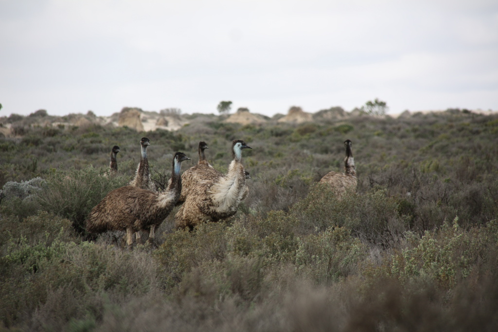 Emus approaching! by marguerita