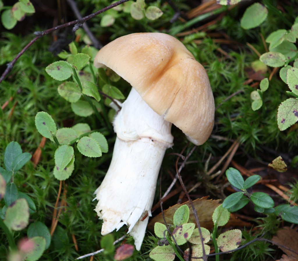 Gypsy mushroom (Cortinarius caperatus) - Kehnäsienii, Rynkad tofsskivling IMG_3173 by annelis