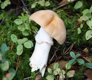 23rd Sep 2013 - Gypsy mushroom (Cortinarius caperatus) - Kehnäsienii, Rynkad tofsskivling IMG_3173