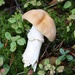 Gypsy mushroom (Cortinarius caperatus) - Kehnäsienii, Rynkad tofsskivling IMG_3173 by annelis