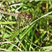 Dragonfly(best viewed large) by carolmw