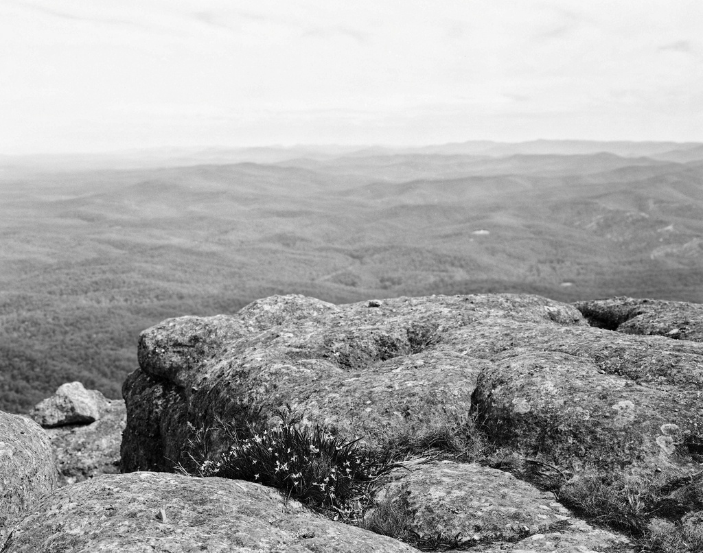 Tiny orchids on flat rock by peterdegraaff