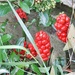 Beautiful Berries but very Poisonous by ladymagpie