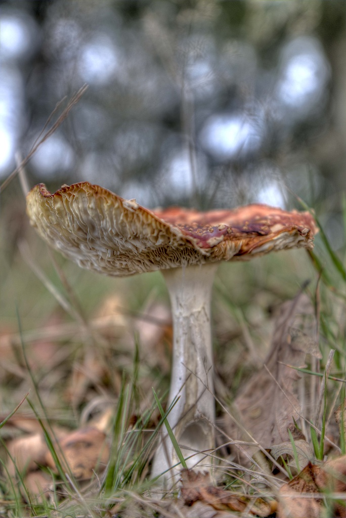 Fly Agaric. by gamelee