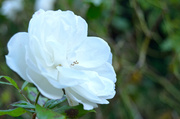 10th Oct 2013 - White rose