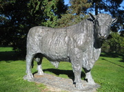 10th Oct 2013 - The Builth Wells Bull