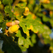 Golden acorns - 10-10 by barrowlane