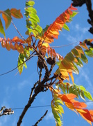 10th Oct 2013 - Autumn leaves 