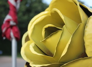 9th Oct 2013 - Yellow Rose of Texas?