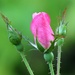 Little Pink Thorns by juliedduncan